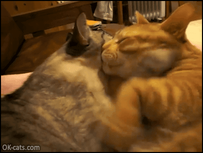 Cute Cat GIF • 2 funny cats hugging each other in a funny way. Love is in the air [ok-cats.com]