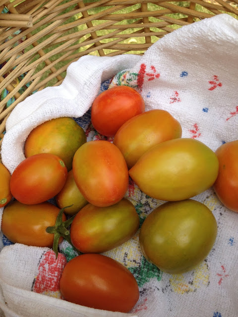 A basket with red tomatoes in it. 