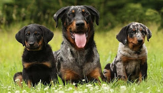 beauceron history