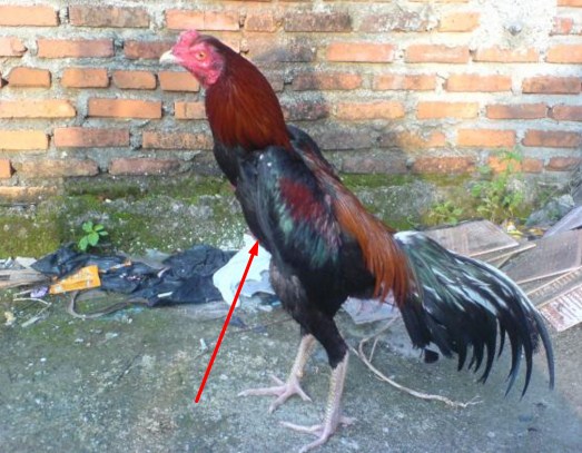 48+ Terkeren Gambar Ayam Bangkok Betina Yg Bagus