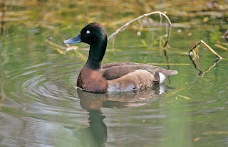 Image of Baer's Pochard photographed by Tim Loseby.