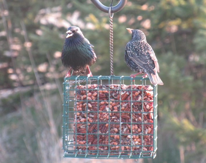 wild birds unlimited photo share european starlings wild birds unlimited photo share european starlings