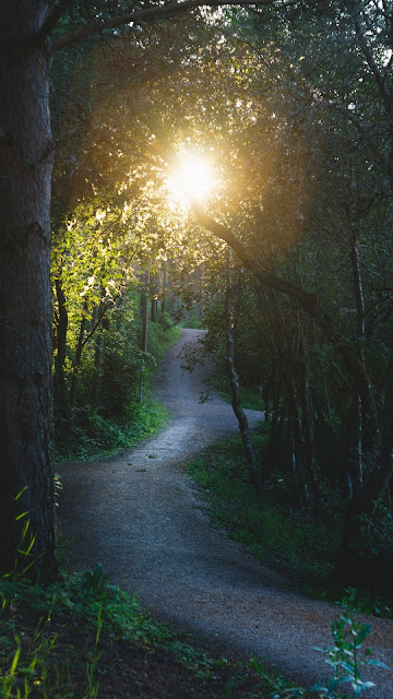 Sunlight morning forest wallpaper