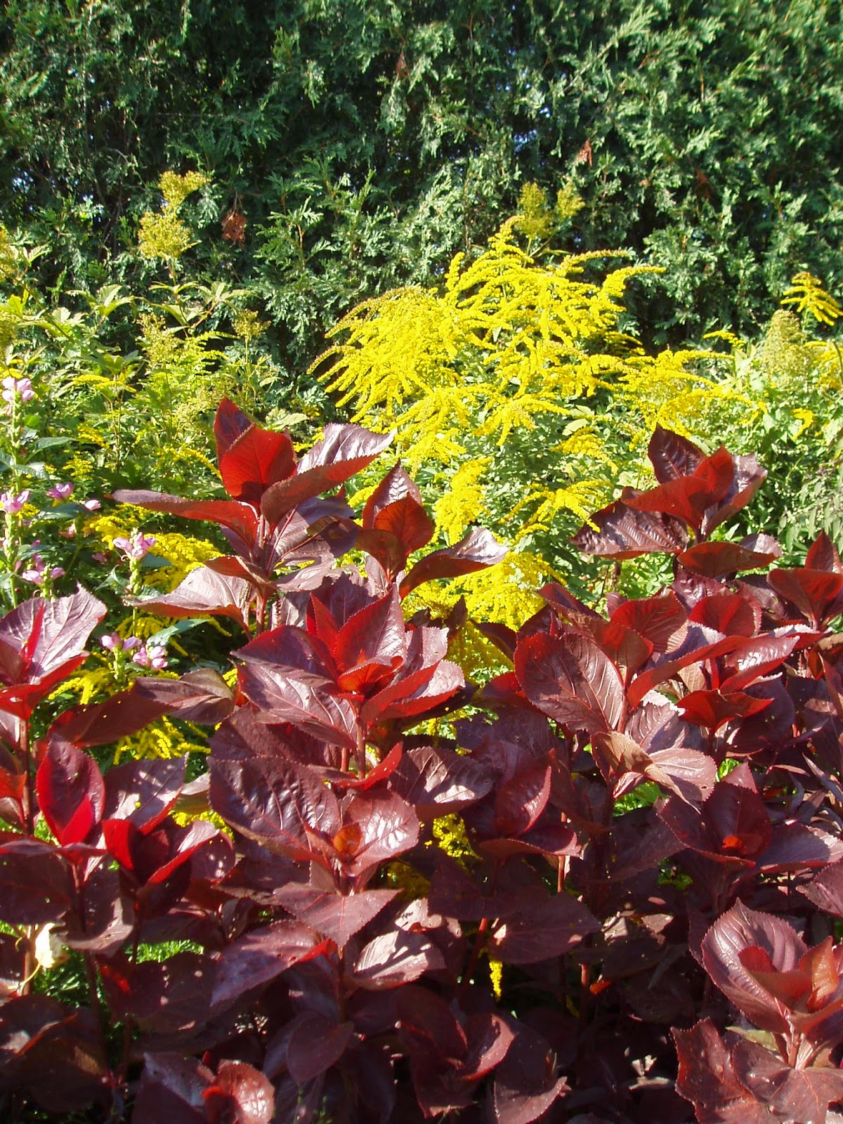 Rotary Botanical Gardens - Hort Blog: Consider Copperleafs