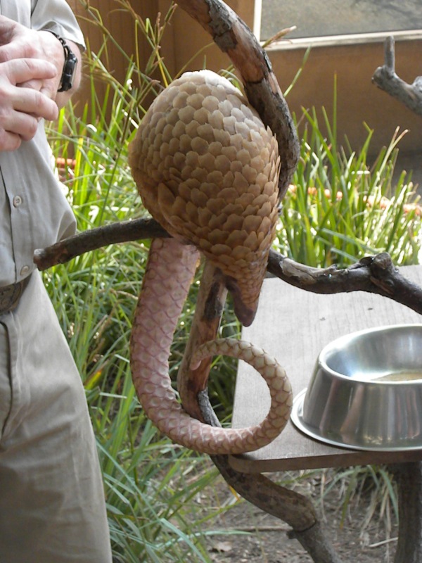The Zoo Review Species Fact Profile Tree Pangolin (Phataginus tricuspis)