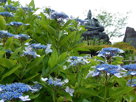 �����R�̃A�W�T�C