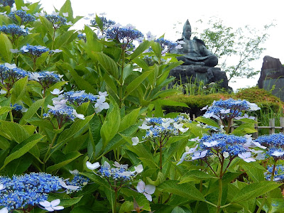 �����R�̃A�W�T�C