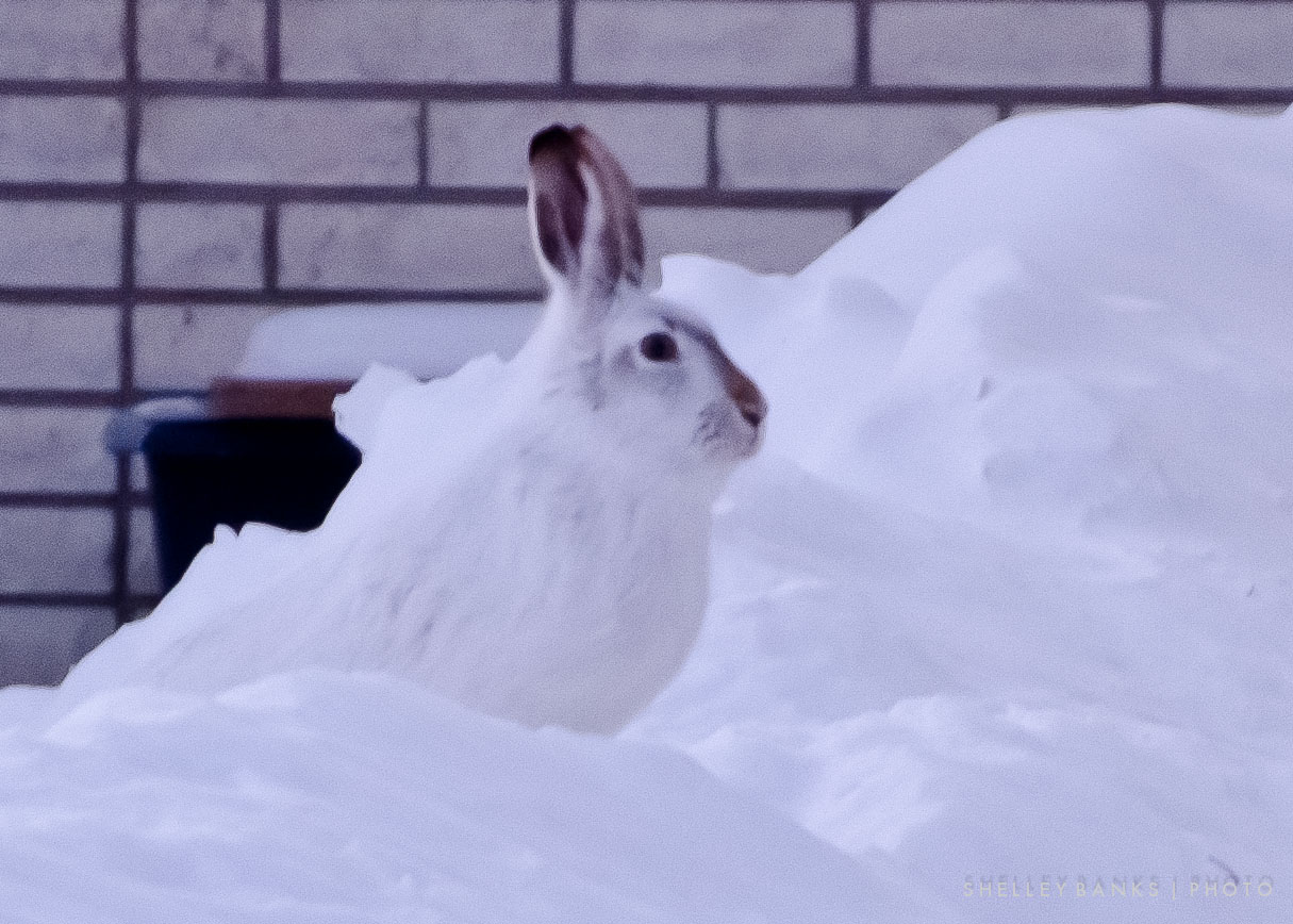 Prairie Nature: White-tailed jackrabbits in my neighbourhood