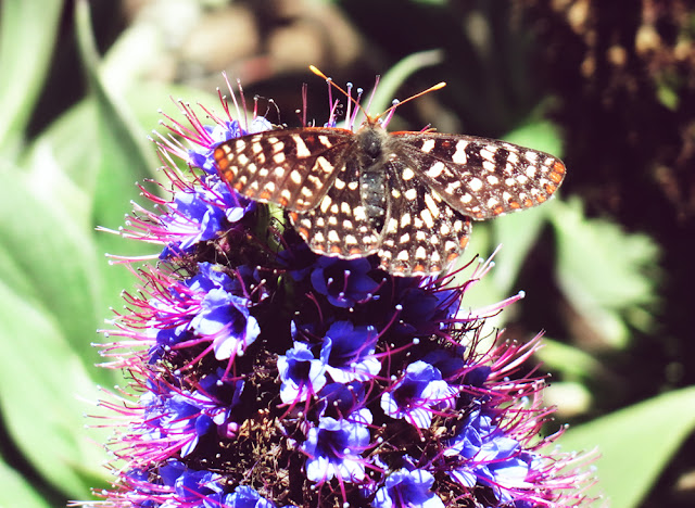 Galia Alena Photography, Esalen, Big Sur, butterfly