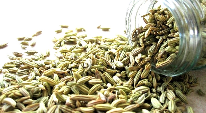 Fennel to increase milk production