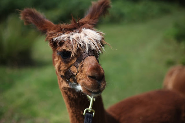 Brecon Beacon Alpacas