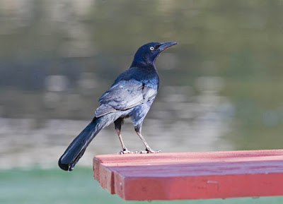 Photo of Great-tailed Grackle on picnic table