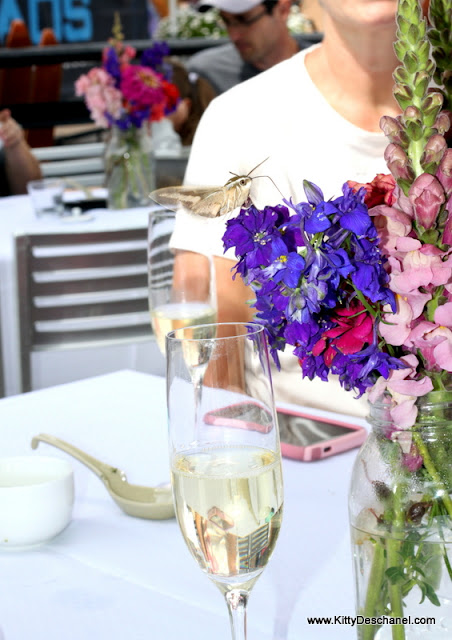 hummingbird moth at the taos wine festival