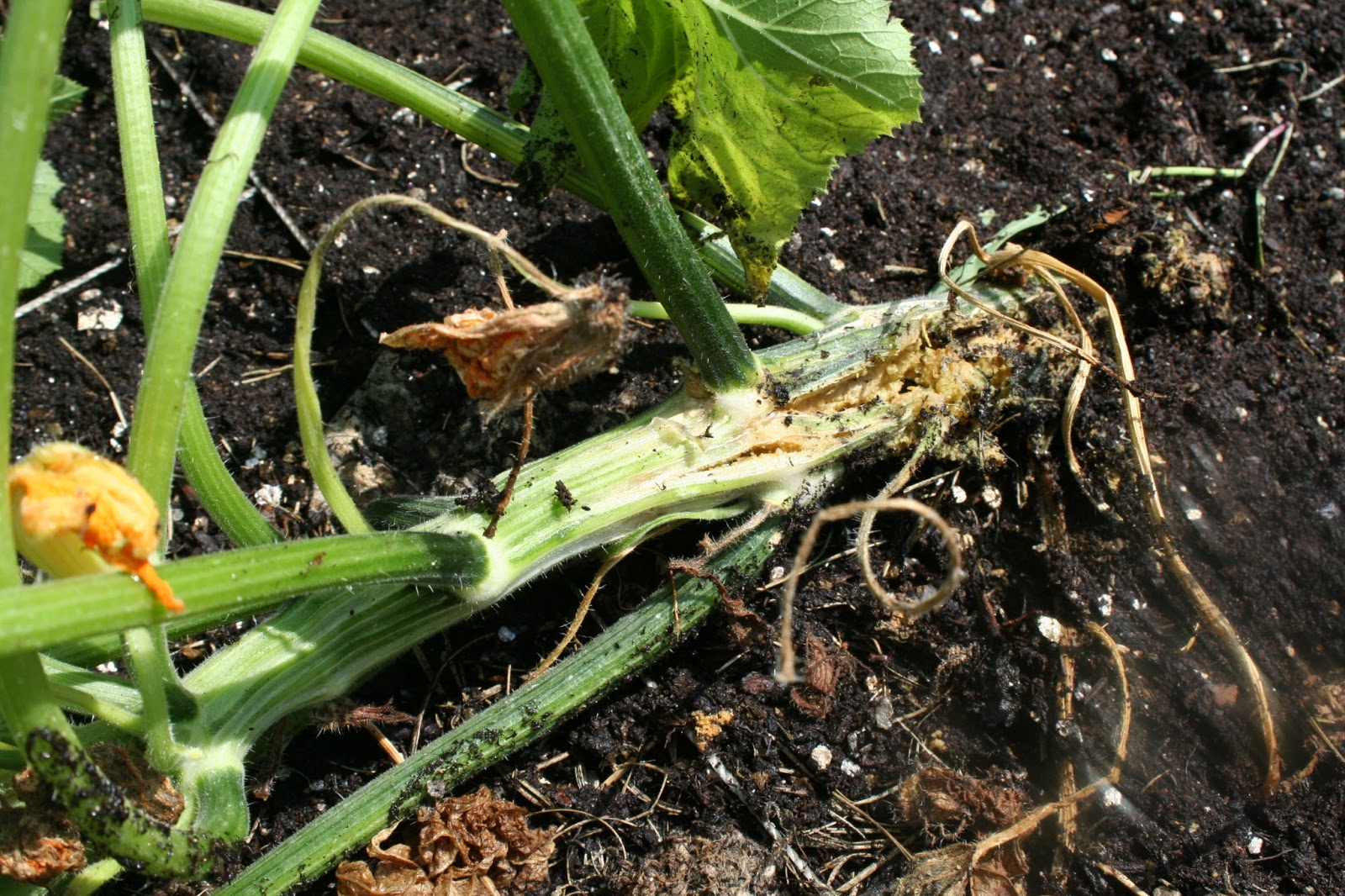Brooding On: Squash Vine Borers and my Attempted Nighttime Attack