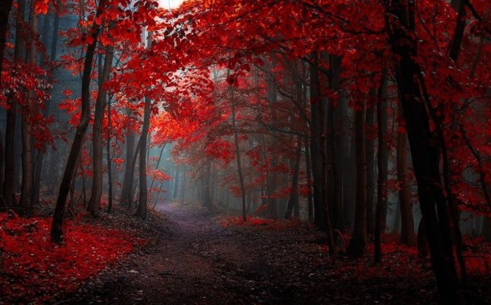 Осенние пейзажи. Janek Sedlar (фотограф)