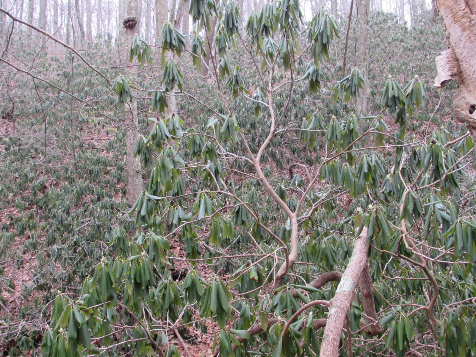 Garlic Trail And Sweet Root Natural Area Buchanan State Forest