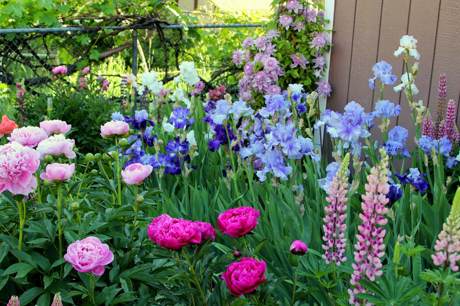 World of Irises 