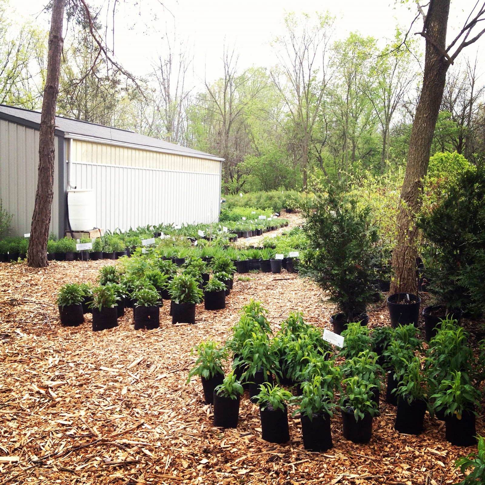 Unknown Blackbird Scioto Gardens
