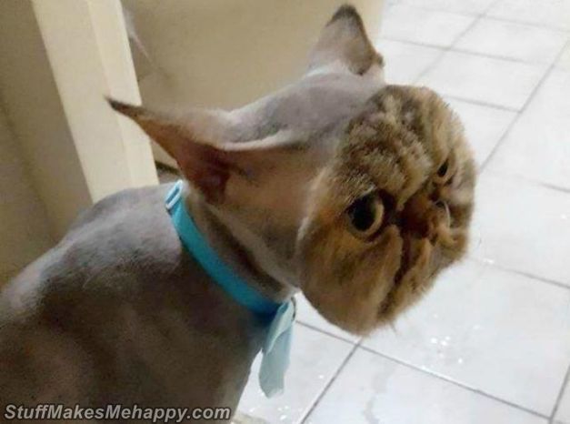 Best Pet Hairstyles Images, best dogs haircuts, best cats haircuts