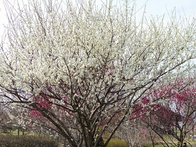 山田池公園の梅