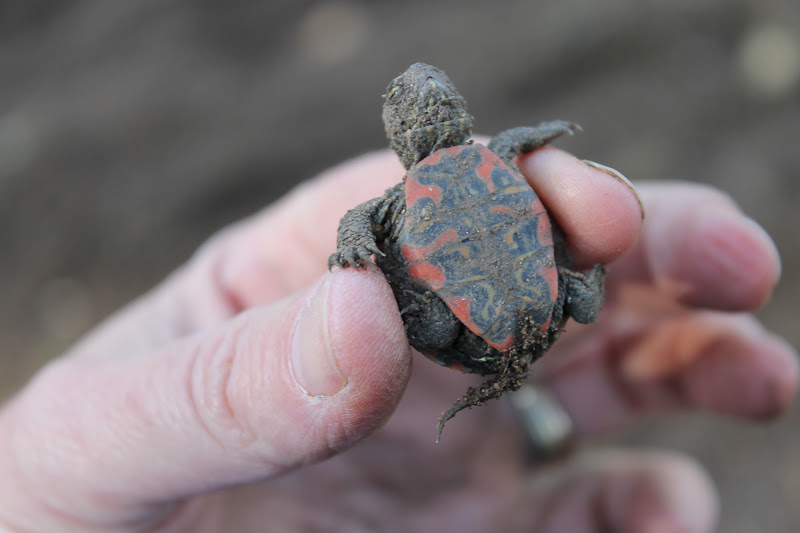 Cornerstone Retreat Baby Western Painted Turtle