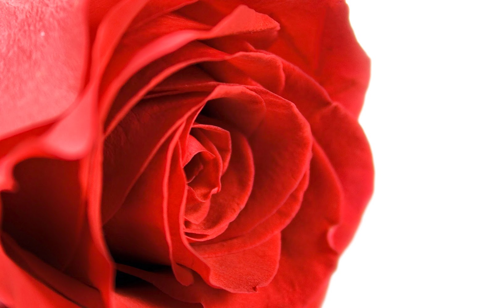 Top 25 Red Rose Wallpapers HD Download (High Definition) ~ Get All Kind