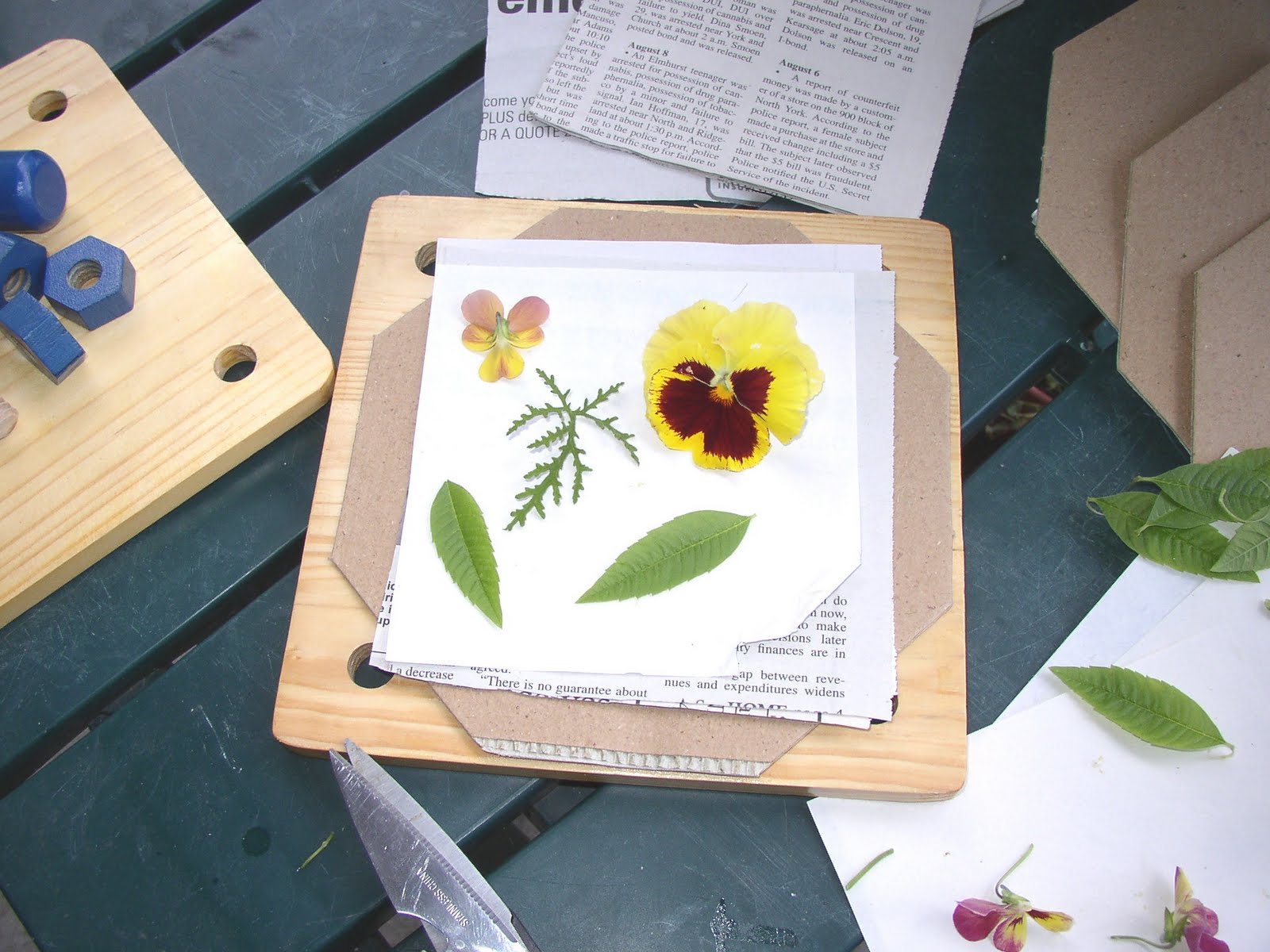 Backyard Patch Herbal Blog How Tuesday Using a Plant Press