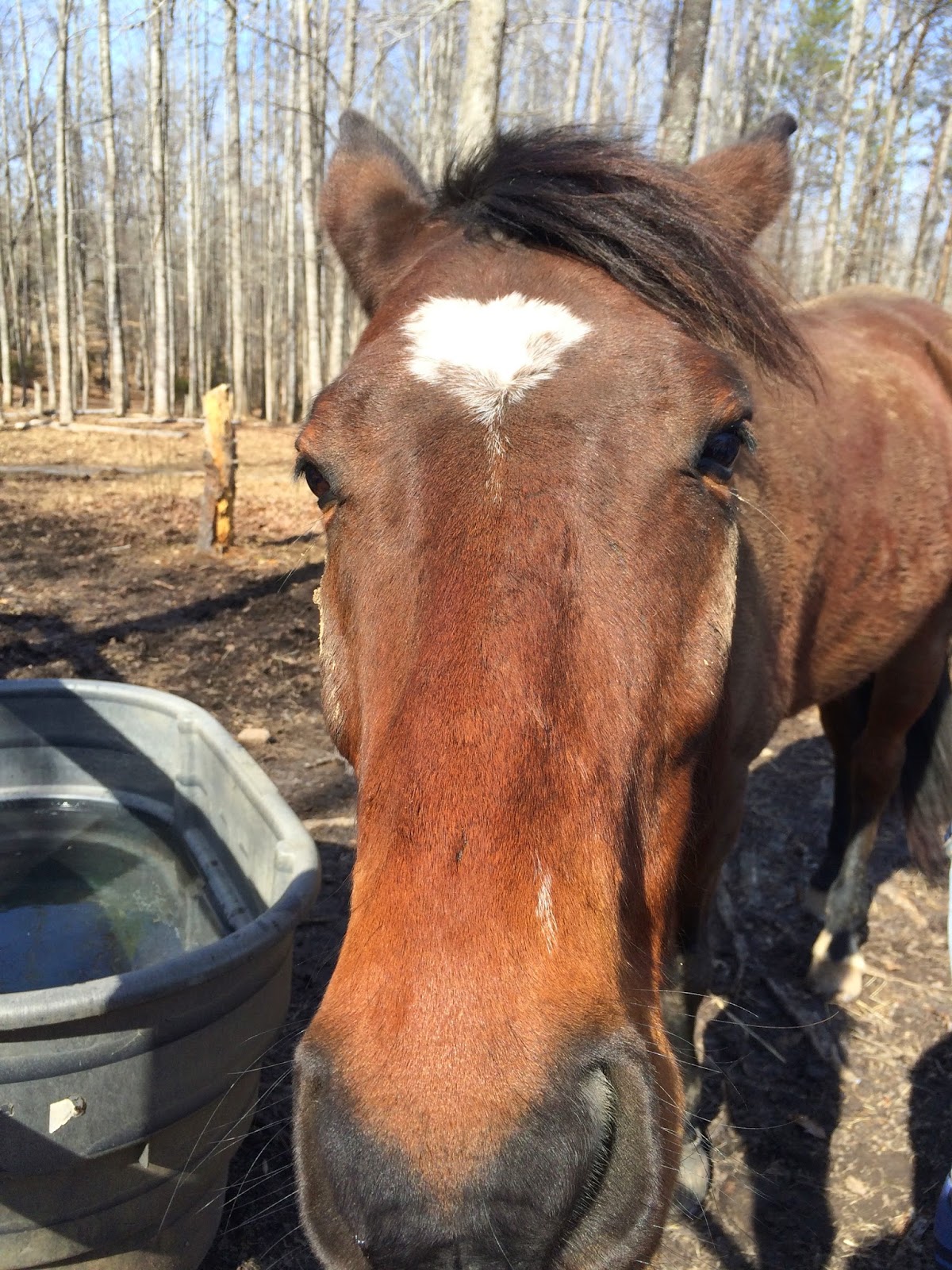 Riding to B WindRidge HT Dressage Beginner Novice Test B video