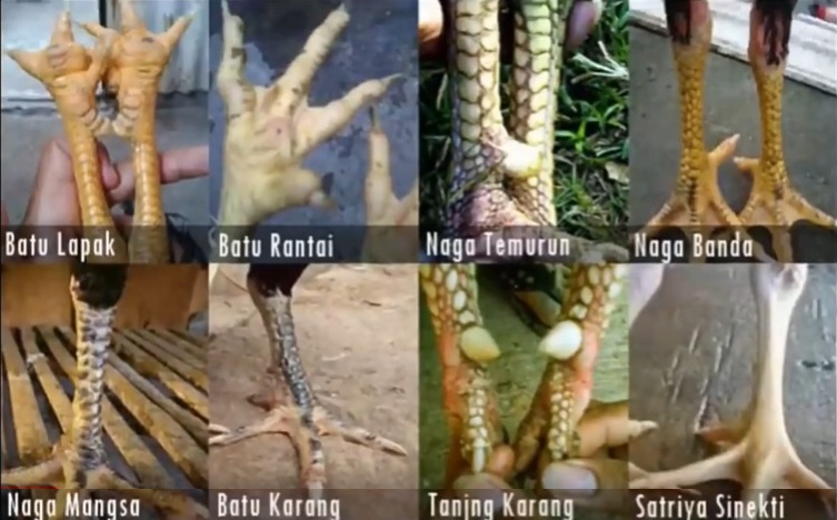Teknik Kita Sisik Kaki Ayam Bangkok Yang Kuat