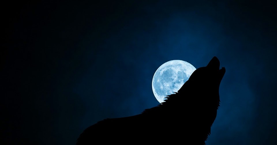 How To Stop Your Dog Barking At Night