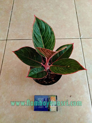 35 Jenis Aglaonema Beserta Gambar