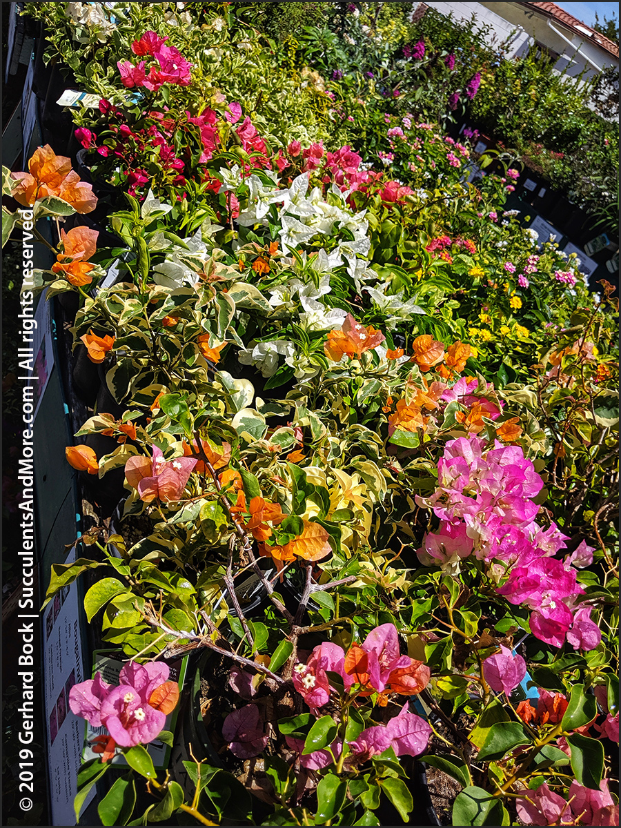 Another mustsee SoCal nursery Plant Depot in San Juan Capistrano