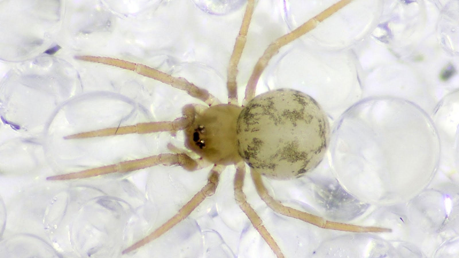 Small White Spider In House White Choices