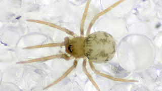 Small White Spider In House - White Choices