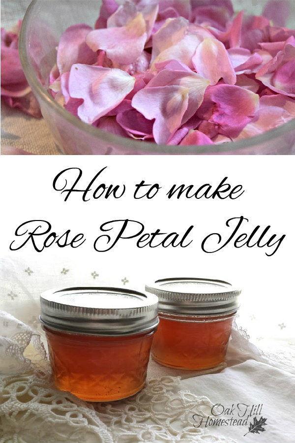 A Taste of Summer How to Make Rose Petal Jelly Oak Hill Homestead