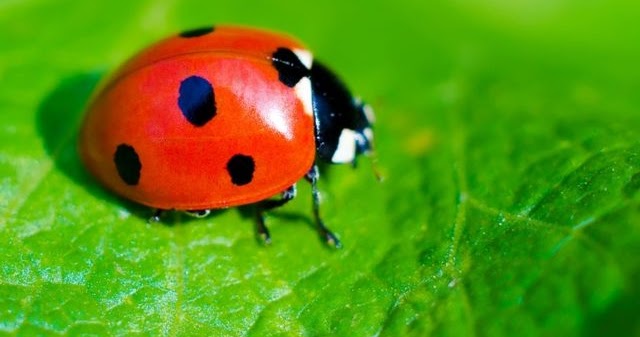 Ne dilediğine dikkat et gerçekleşebilir