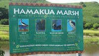 Hamakua Marsh, Kailua, Oahu