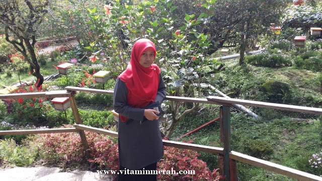 percutian bajet cameron highlands