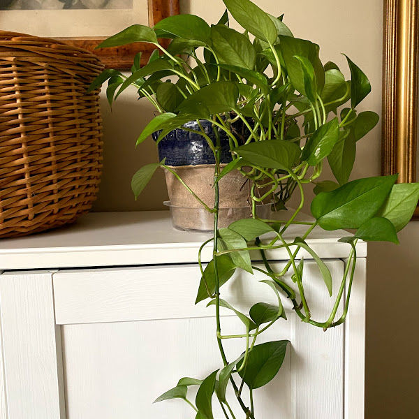 LIFE WITH HOUSEPLANTS Simple and Serene Living