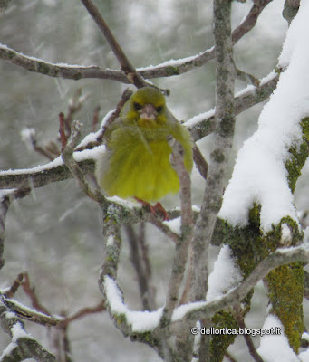 Neve, verdone, cinciallegra, cinciarella, nido di codibugnolo, birwatching alla fattoria didattica dell'ortica a Savigno Valsamoggia Bologna in Appennino vicino Zocca confetture di fiori, confettura di petali di rosa, geletina di tarassaco, lavanda, oleoliti, rosmarino, salvia, elicriso, issopo, cipresso, sali aromatici e aromatizzati, ghirlande, escursioni, merende sul prato e pic-nic