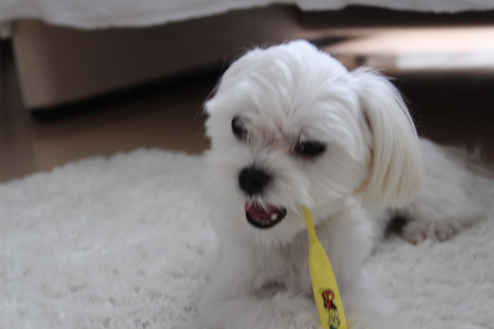 maltese toto & sue's diary デビルの歯磨き・・・Devil's Tooth Brush