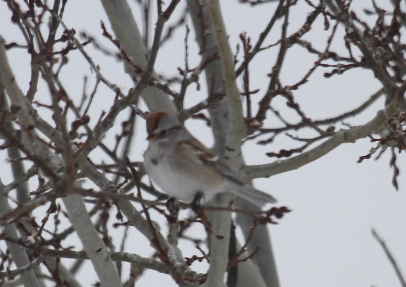 Graham's Birding Blog: Steamboat Springs, Colorado, 18 Jan 15