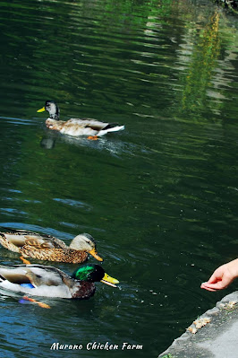 Ducks swimming in pond, being fed by people