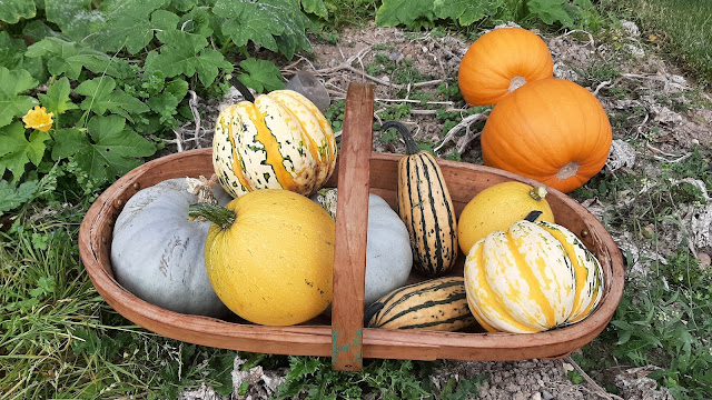 Squashes in a trug