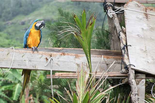 on the road,hawaii,oahu,north shore,fruits,marchand de fruit,perroquet,parrot