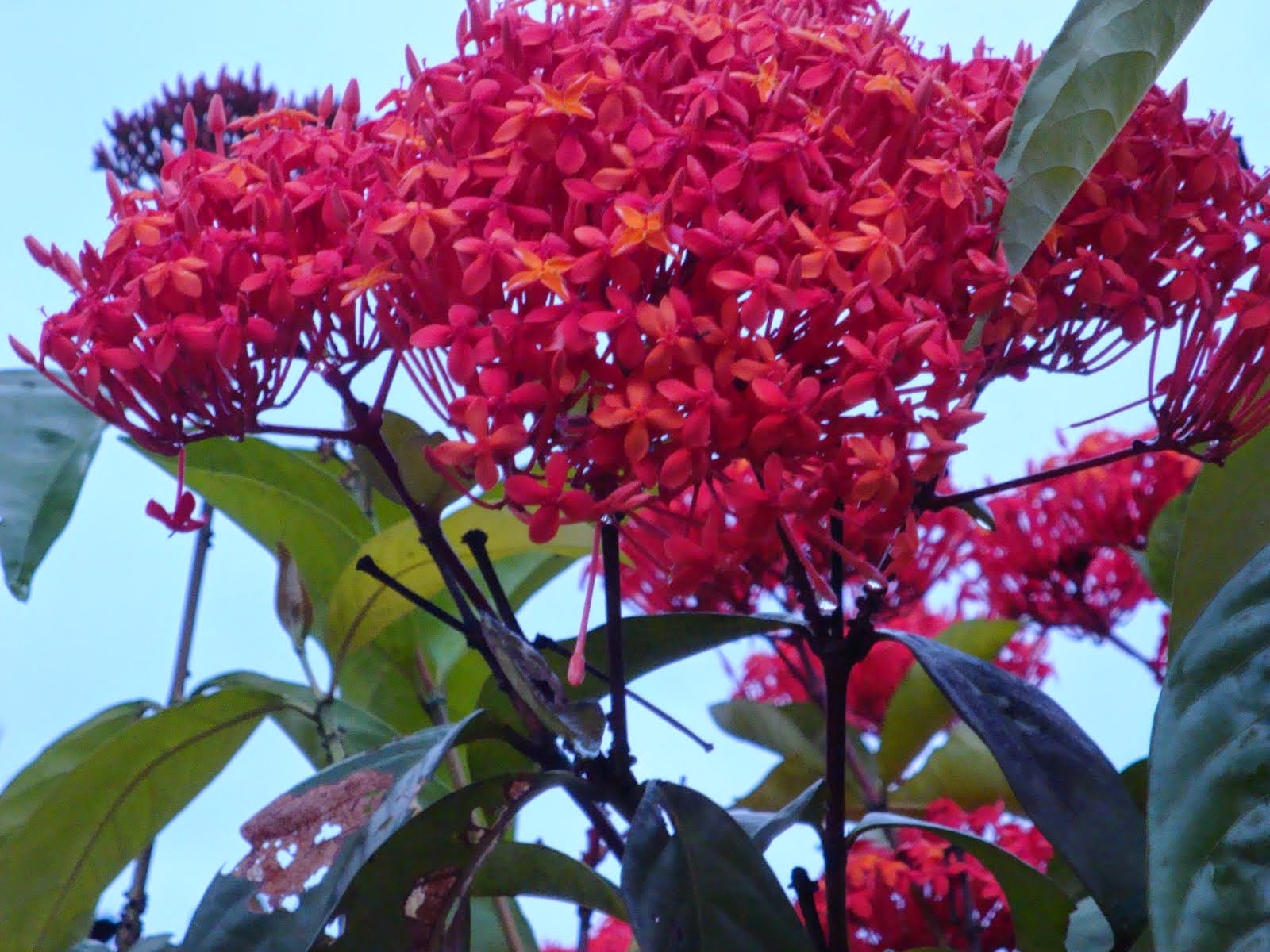 Bunga Majemuk Campuran (Inflorescentia mixta) MUNAWI INSIDE