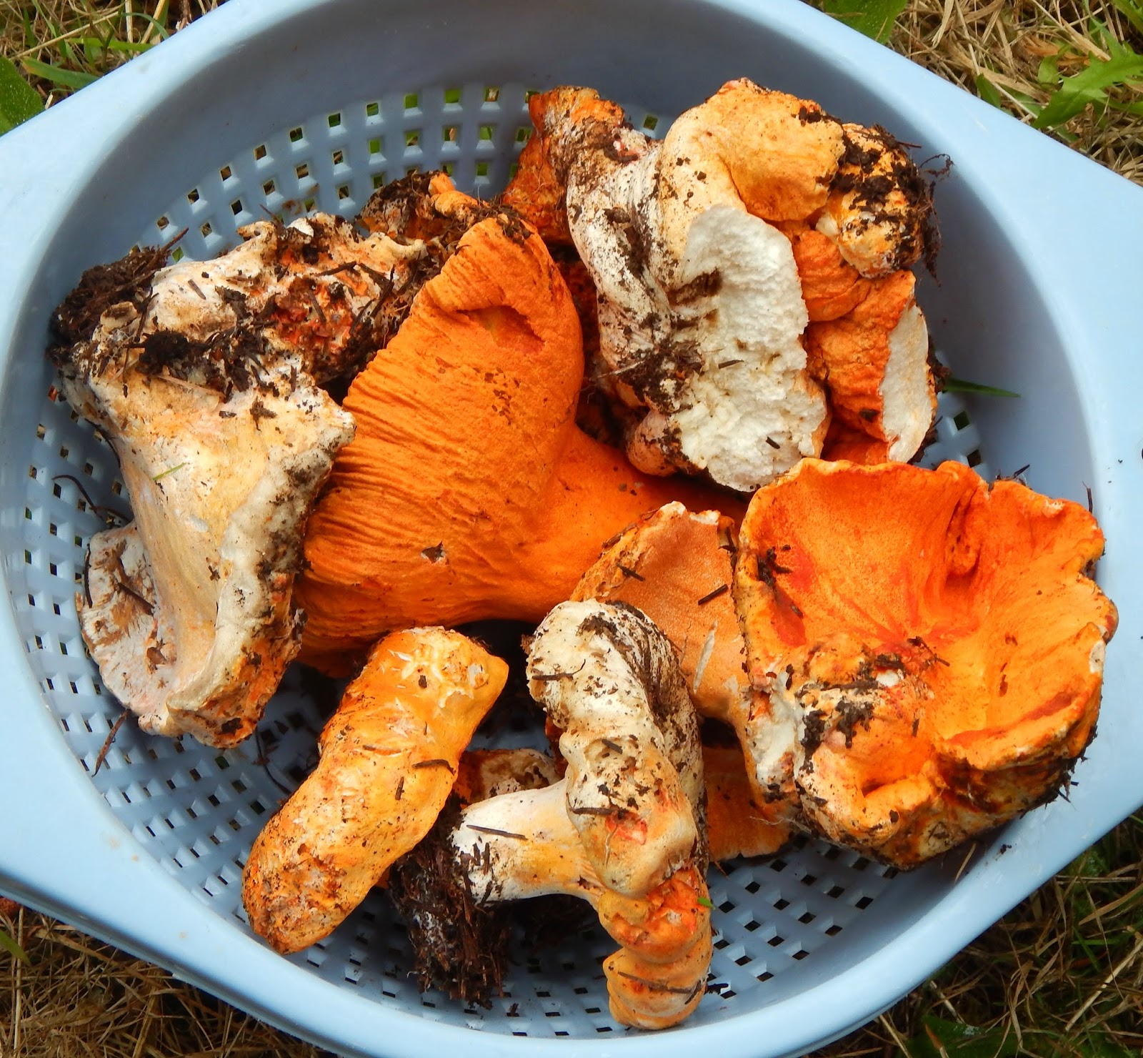 How to Forage, Clean, & Eat Lobster Mushrooms (with Roasted Lobster