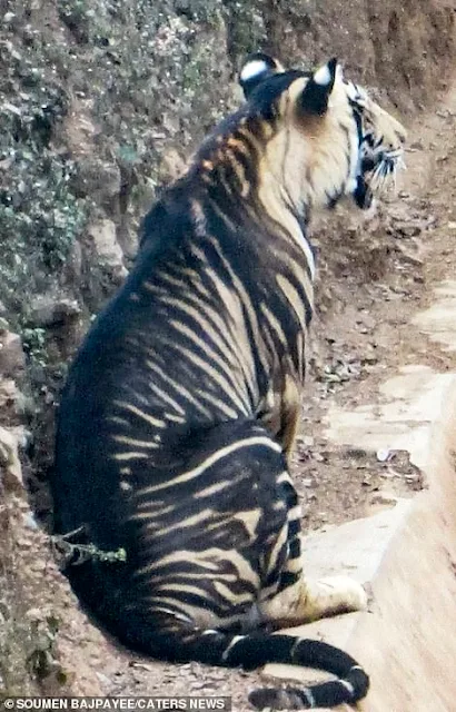 Pseudo-melanistic black tiger in Odisha state India