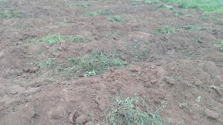 liming the soil