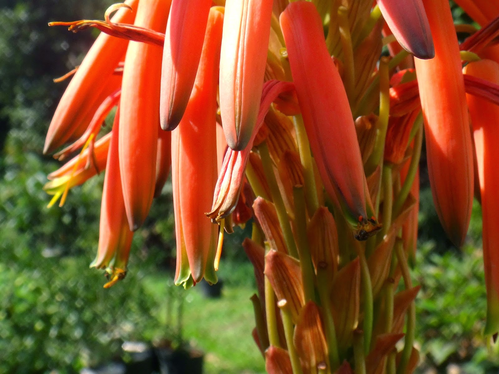 Uma flor por dia: Aloe, babosa
